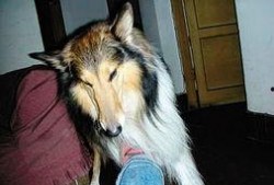 凯凯走失最新爆料